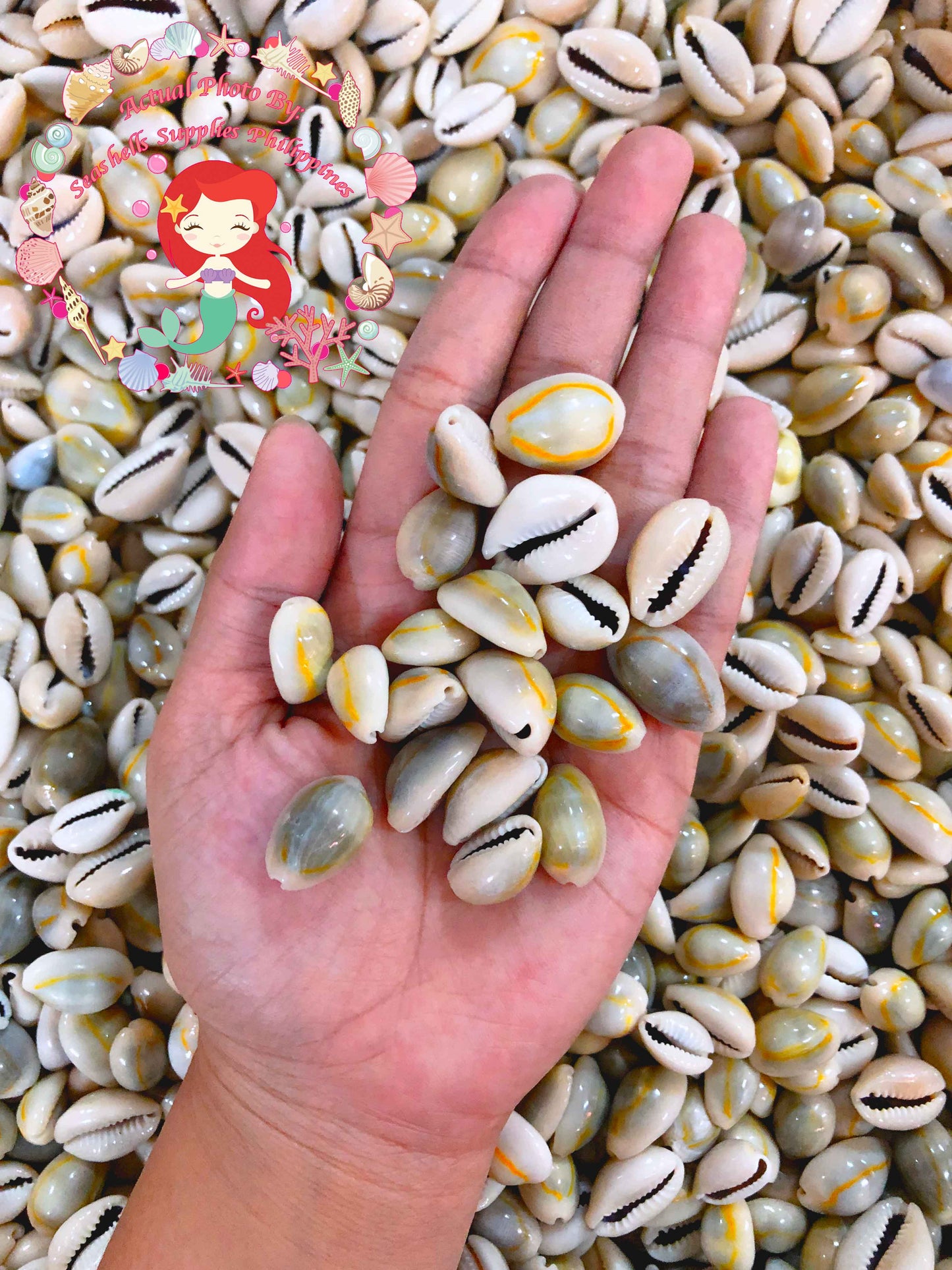 1 Kilo | Sigay | Gold Ringer Cowrie | Natural | Seashells | Sea shells