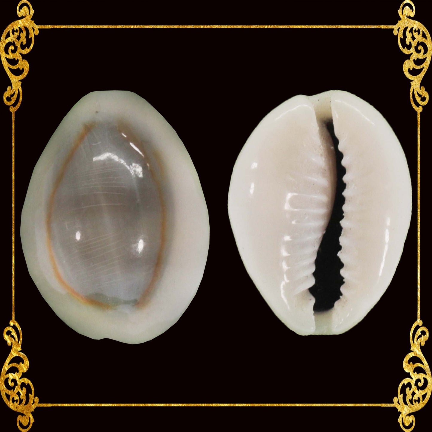 500 Grams | Sigay | Gold Ringer Cowrie | Natural