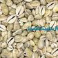 1 Kilo | Sigay | Gold Ringer Cowrie | Natural | Seashells | Sea shells