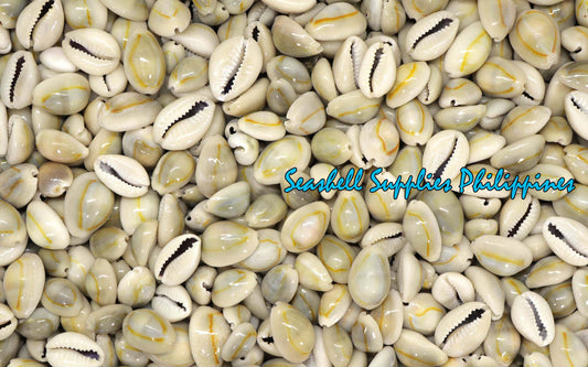 1 Kilo | Sigay | Gold Ringer Cowrie | Natural | Seashells | Sea shells