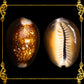 1 Kilo | Sigay | Serpent's Head Cowrie | Seashells | Sea shells