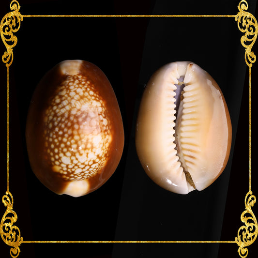 500 Grams | Sigay | Serpent's Head Cowrie