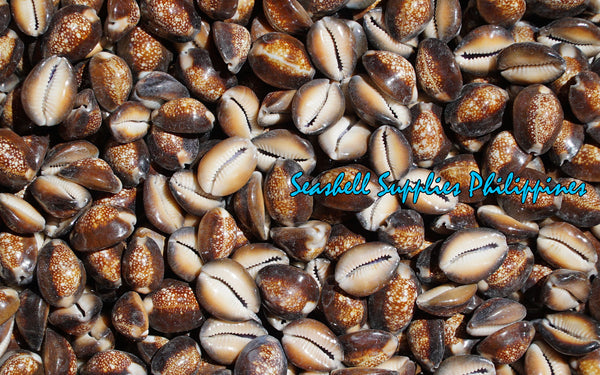 Layagan Shell Products – Seashell Supplies Philippines
