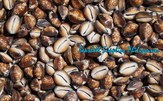 1 Kilo | Sigay | Serpent's Head Cowrie | Seashells | Sea shells