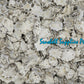 500 Grams | Star Limpet |  Cellana Stellifera
