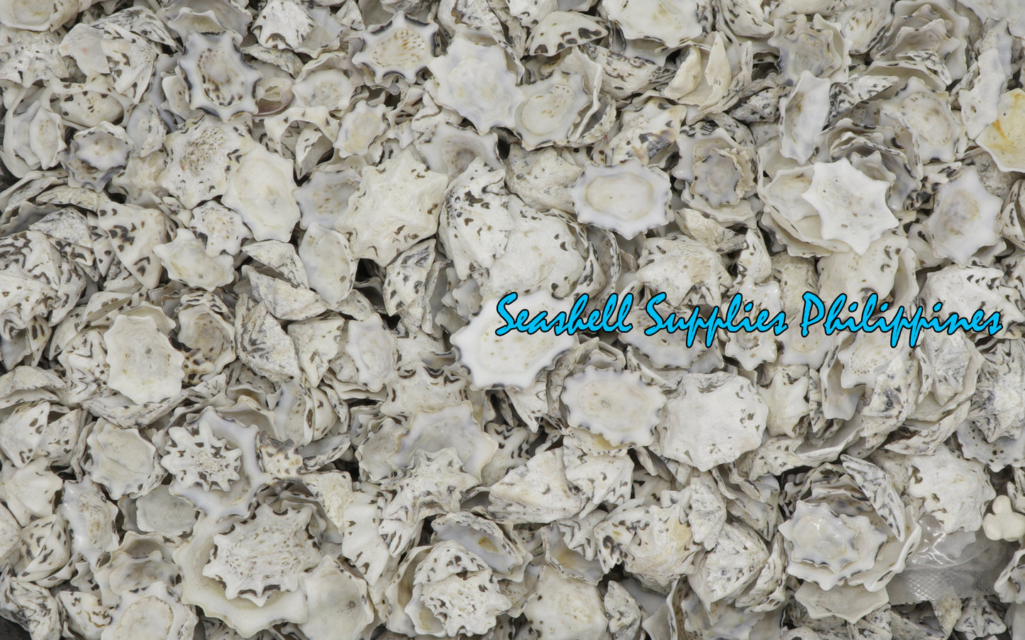 500 Grams | Star Limpet |  Cellana Stellifera