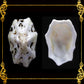 500 Grams | Star Limpet |  Cellana Stellifera
