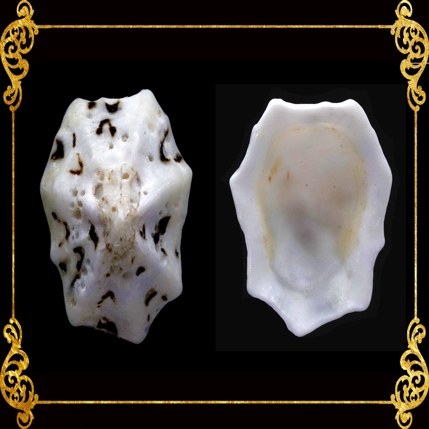 500 Grams | Star Limpet |  Cellana Stellifera