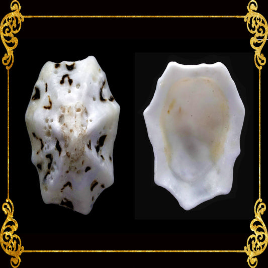 500 Grams | Star Limpet |  Cellana Stellifera