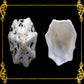 1 Kilo | Star Limpet | Cellana Stellifera | Seashells | Sea shells