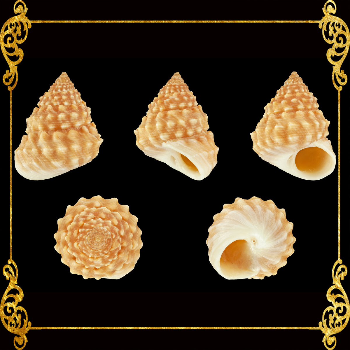 1 Kilo | Strawberry Echinella | Echininus Cuming | Seashells | Sea shells