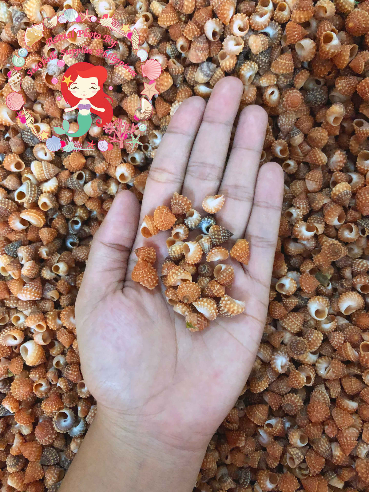 1 Kilo | Strawberry Echinella | Echininus Cuming | Seashells | Sea shells