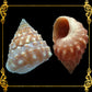 500 Grams | Strawberry Echinella | Strawberry Top Shell