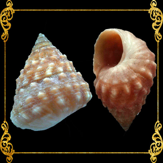 500 Grams | Strawberry Echinella | Strawberry Top Shell