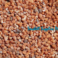 500 Grams | Strawberry Echinella | Strawberry Top Shell