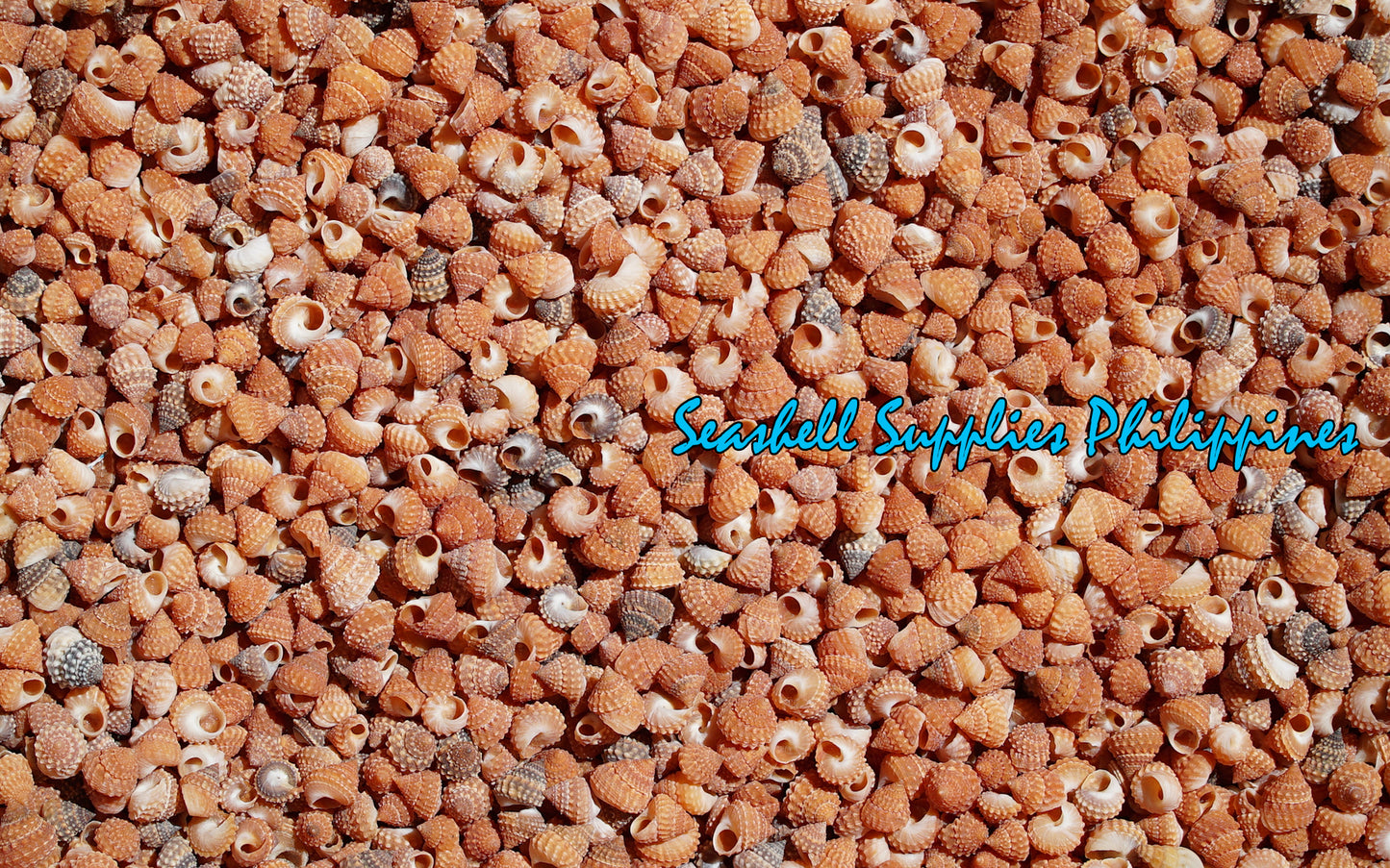 500 Grams | Strawberry Echinella | Strawberry Top Shell