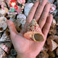 1 Kilo | Strawberry Troca | Cone Shaped Top | Seashells | Sea shells