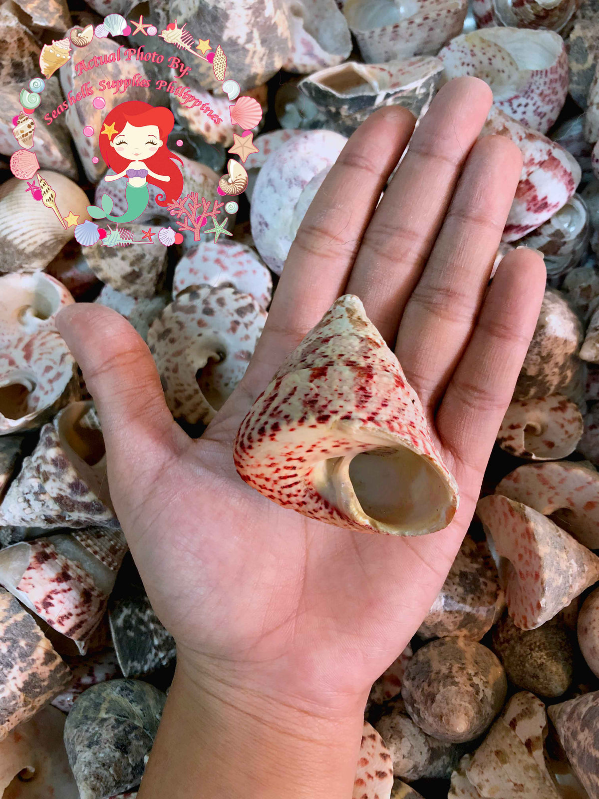 1 Kilo | Strawberry Troca | Cone Shaped Top | Seashells | Sea shells