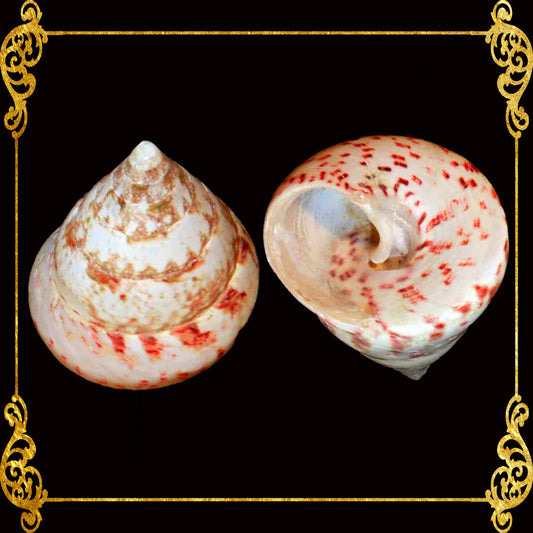 500 Grams | Strawberry Troca | Cone Shaped Top
