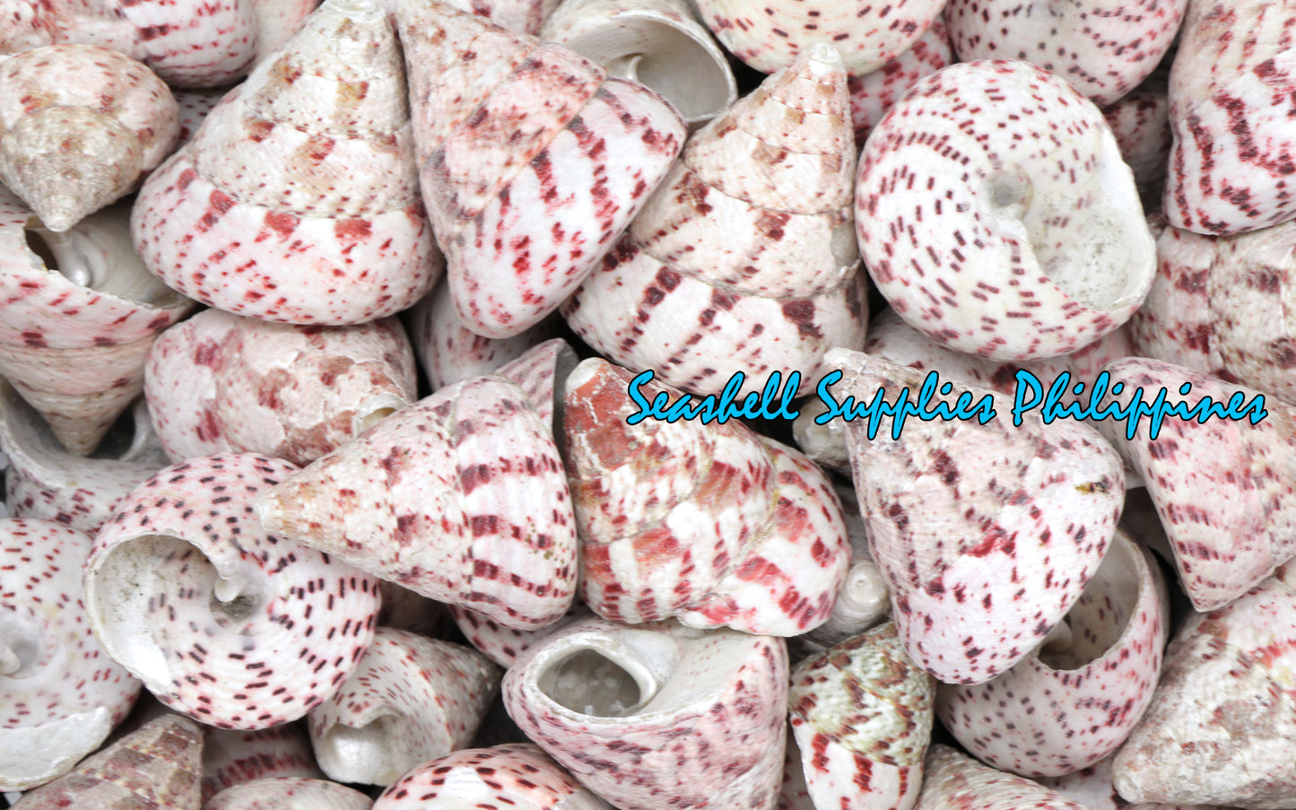 1 Kilo | Strawberry Troca | Cone Shaped Top | Seashells | Sea shells