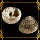 1 Kilo | Suso | Beauty Gibbula | Black Small | Seashells | Sea shells
