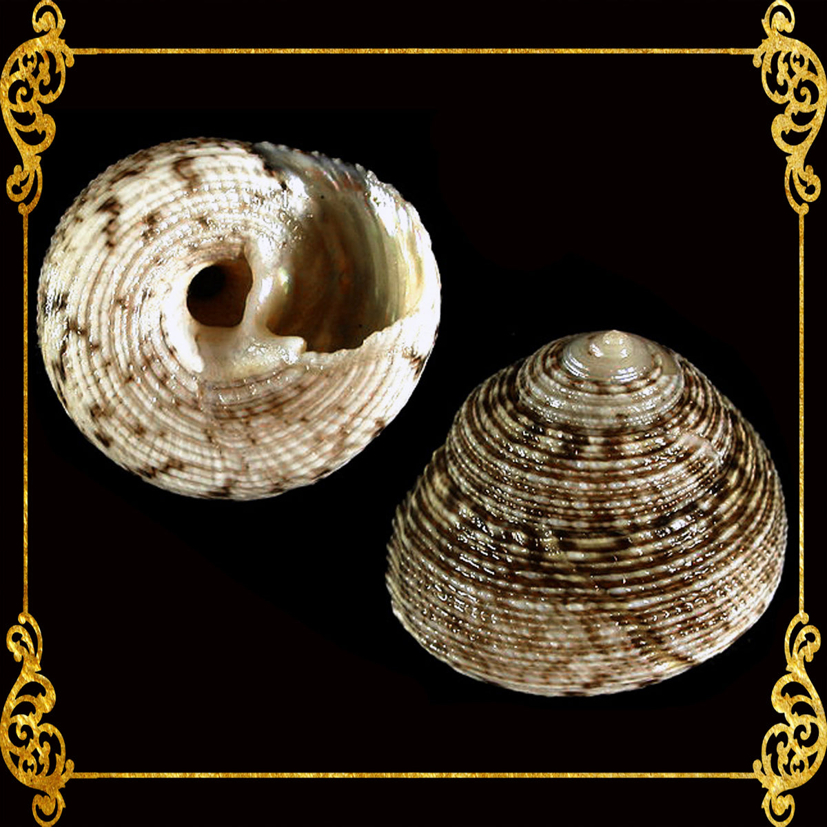 Suso Shell Lack 1 Kilo | Suso | Beauty Gibbula | Black Small | Seashells | Sea shells ...