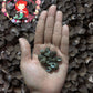 1 Kilo | Suso | Beauty Gibbula | Black Small | Seashells | Sea shells