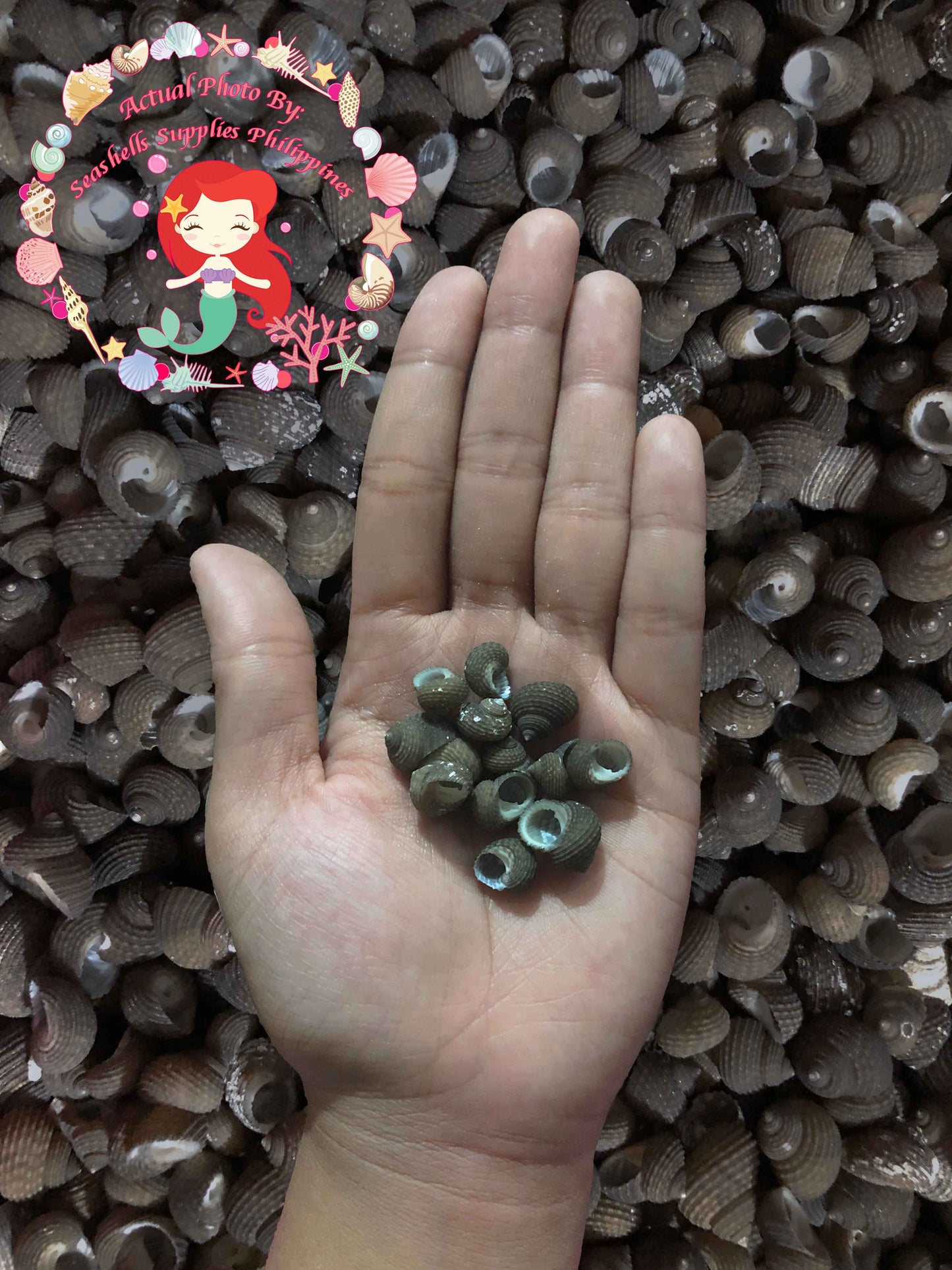 1 Kilo | Suso | Beauty Gibbula | Black Small | Seashells | Sea shells