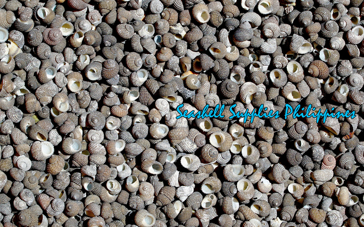 1 Kilo | Suso | Beauty Gibbula | Black Small | Seashells | Sea shells