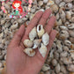 1 Kilo | Suso | Channeled Nassa | White | Seashells | Sea shells