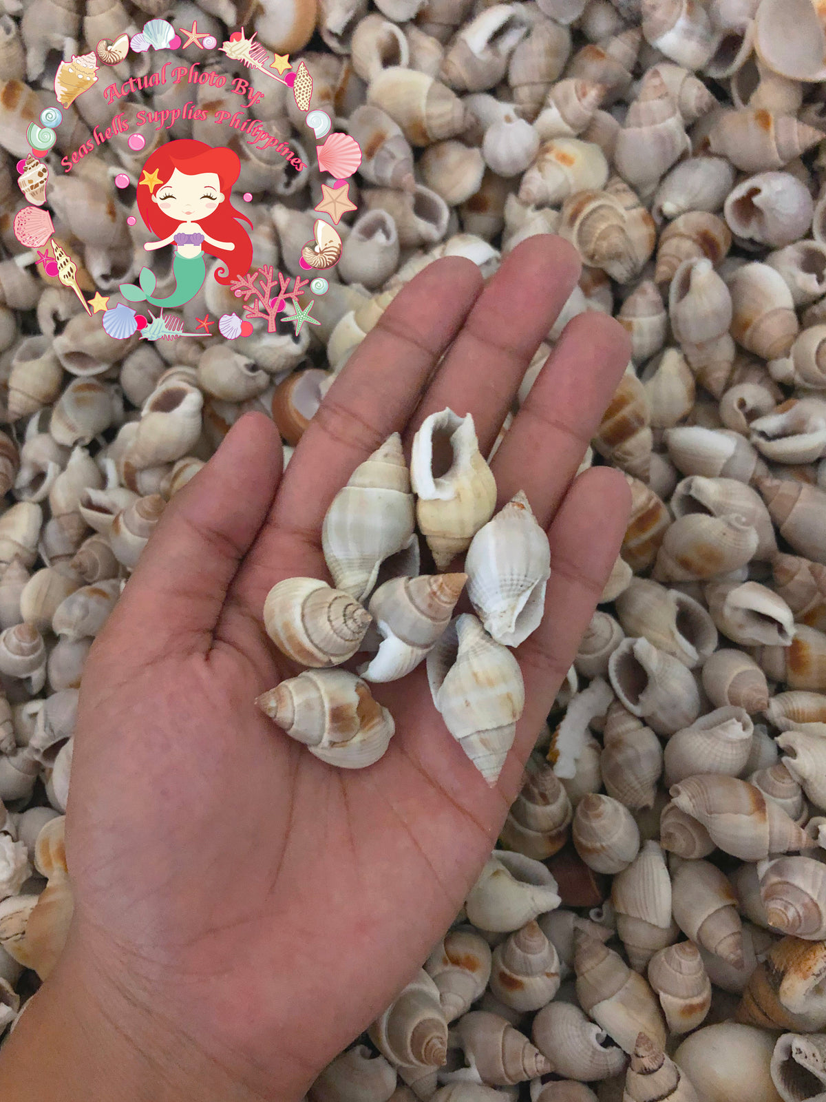 1 Kilo | Suso | Channeled Nassa | White | Seashells | Sea shells