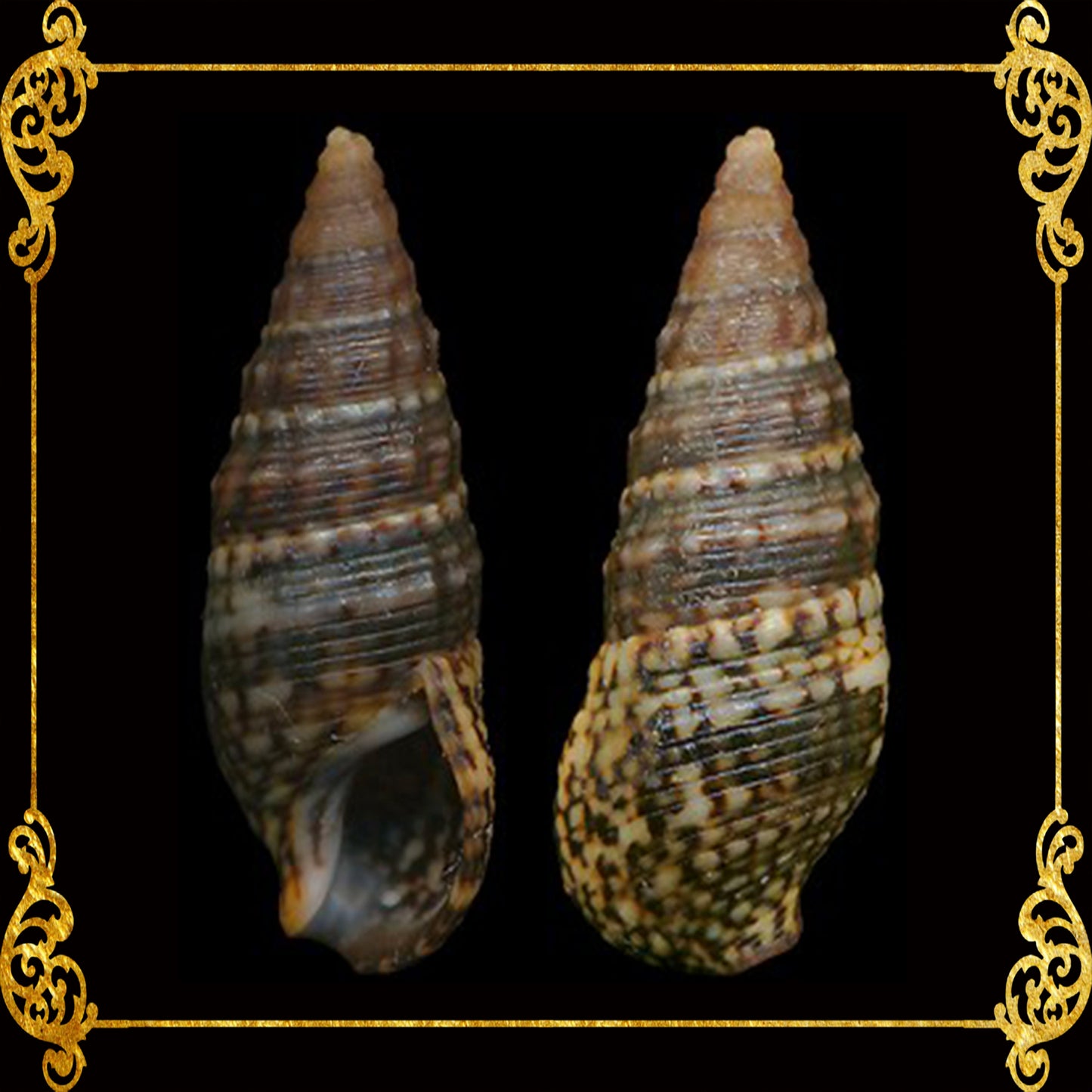 1 Kilo | Suso | Ivory Cerith | Tulis | Seashells | Sea shells