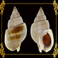 500 Grams | Suso | Channeled Nassa | White