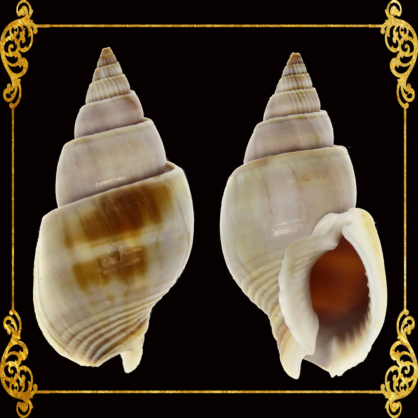 500 Grams | Suso | Channeled Nassa | White