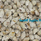 1 Kilo | Suso | Channeled Nassa | White | Seashells | Sea shells