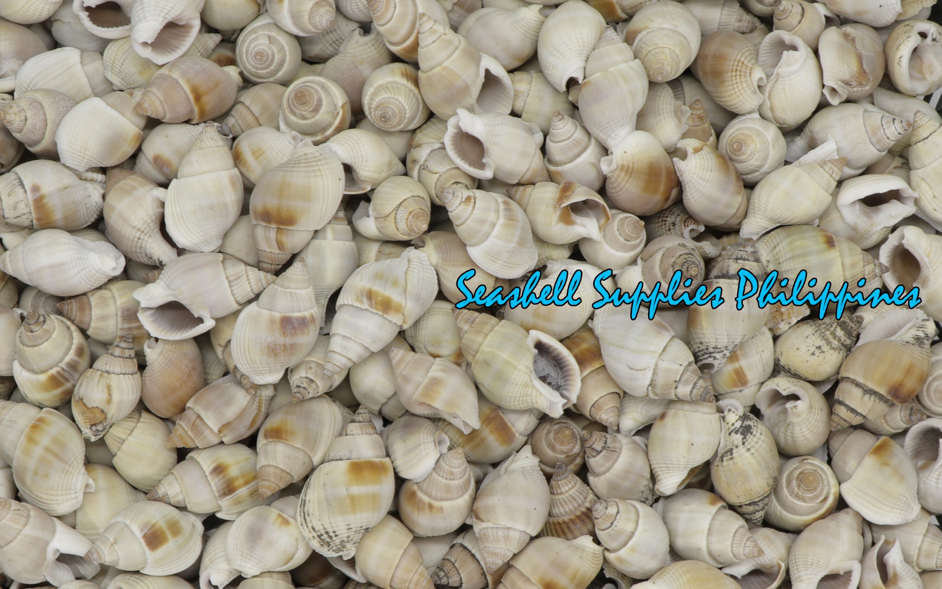 Ilocano Shell 1 Kilo | Suso | Channeled Nassa | White | Seashells | Sea shells ...
