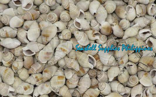 1 Kilo | Suso | Channeled Nassa | White | Seashells | Sea shells