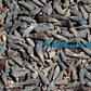 1 Kilo | Suso | Ivory Cerith | Tulis | Seashells | Sea shells