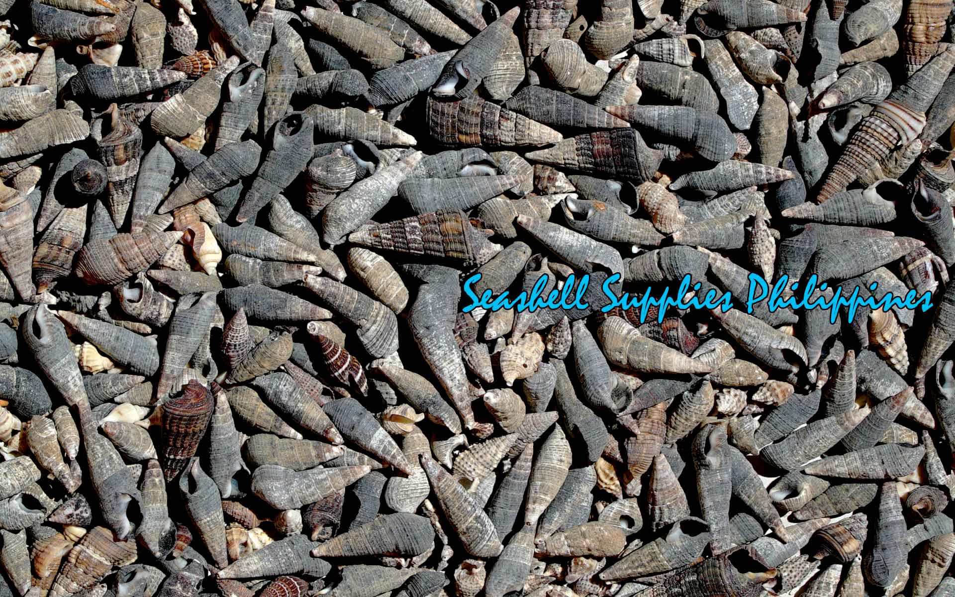 1 Kilo | Suso | Ivory Cerith | Tulis | Seashells | Sea shells ...