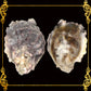 1 Kilo | Talaba | Philippine Cupped Oyster | Seashells | Sea shells