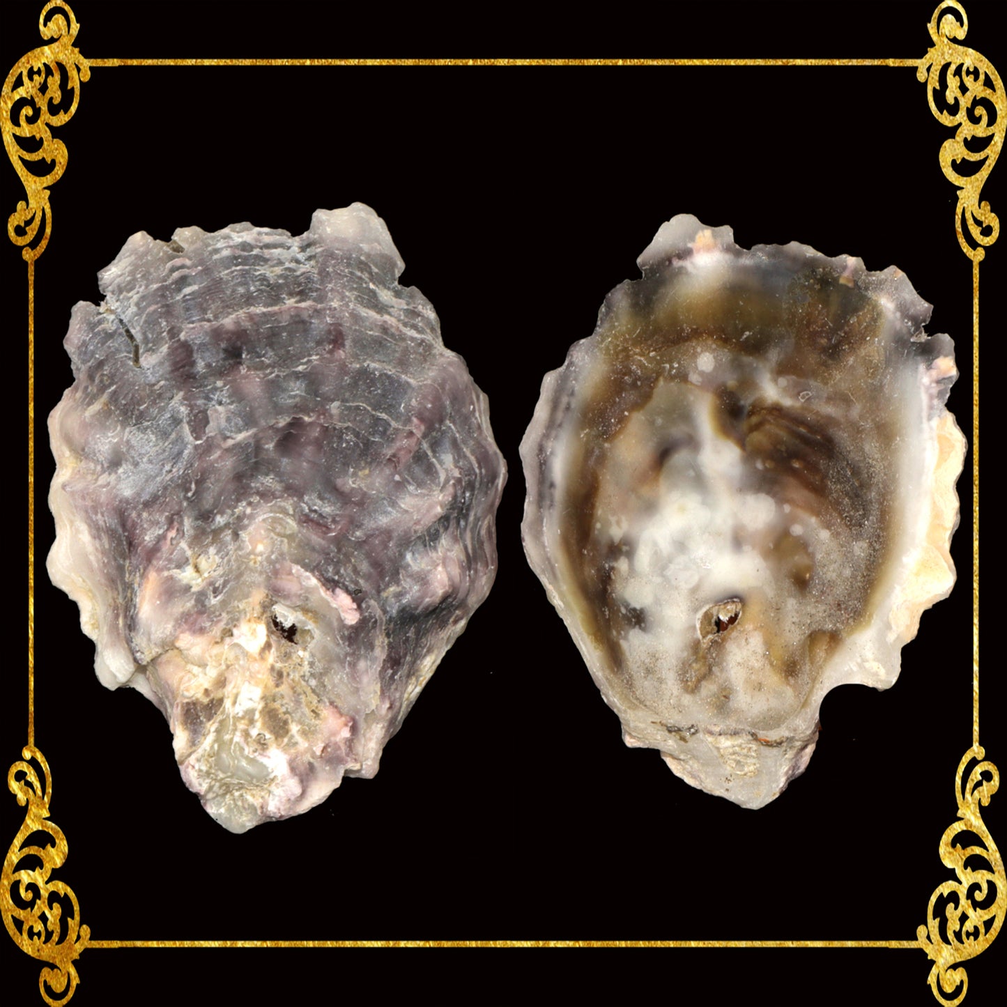 1 Kilo | Talaba | Philippine Cupped Oyster | Seashells | Sea shells
