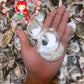 1 Kilo | Talaba | Philippine Cupped Oyster | Seashells | Sea shells
