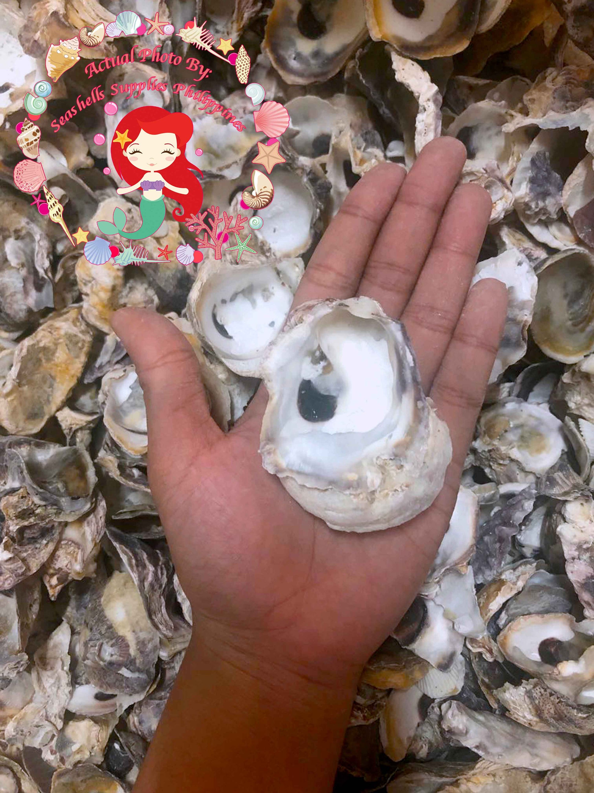 1 Kilo | Talaba | Philippine Cupped Oyster | Seashells | Sea shells ...