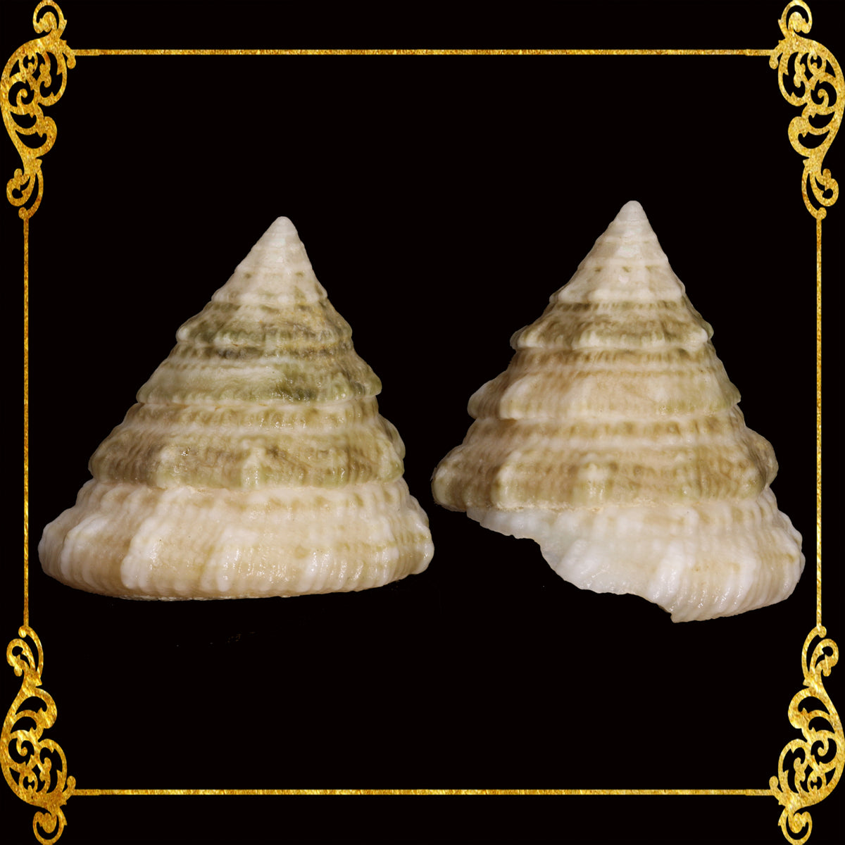 1 Kilo | Torong | Fenestrate Top | Seashells | Sea shells