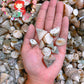 1 Kilo | Torong | Fenestrate Top | Seashells | Sea shells