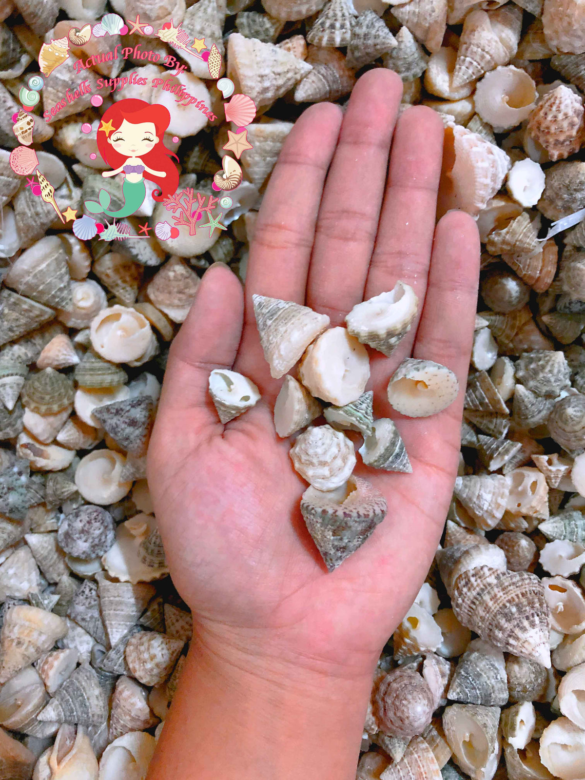 1 Kilo | Torong | Fenestrate Top | Seashells | Sea shells
