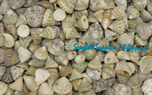 1 Kilo | Torong | Fenestrate Top | Seashells | Sea shells