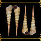 1 Kilo | Tortilla | Screw Turritella | Seashells | Sea shells