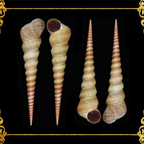 1 Kilo | Tortilla | Screw Turritella | Seashells | Sea shells