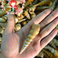 1 Kilo | Tortilla | Screw Turritella | Seashells | Sea shells